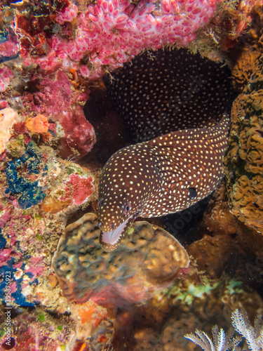 Yellow spotted moray eel  Gymnothorax moringa  near Anilao  Batangas  Philippines.  Underwater photography and marine life.
