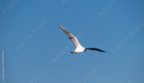 Seagulls Flying High in the Blue Sky