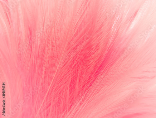 Beautiful abstract light pink feathers on white background,  white feather frame texture on pink pattern and pink background, love theme wallpaper and valentines day © Weerayuth