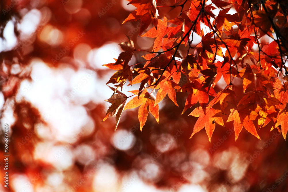 Close-up beautiful autumn landscape with yellow trees and sun in Tokyo, Japan.