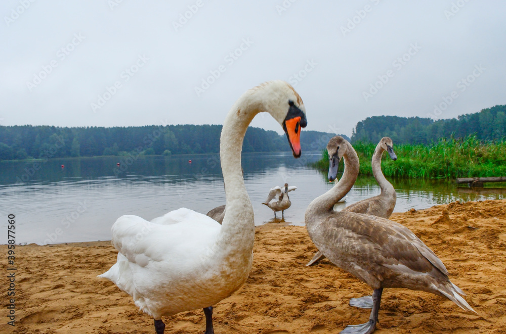 Fototapeta premium geese on the lake