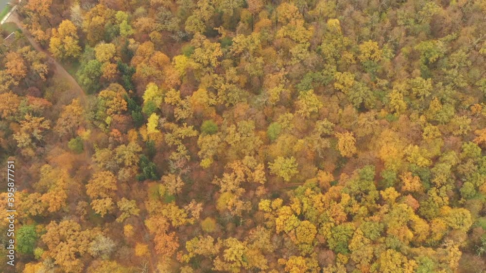 Drone flight over autumn fall forest with yellow leaves of bright orange color. Fall Autumn foliage season trees in temperate deciduous forest - Drone flying Top View Reveal shot. Drone flight over autumn fall forest with yellow leaves of bright orange color. Fall Autumn foliage season trees in temperate deciduous forest - Drone flying Top View Reveal shot.
