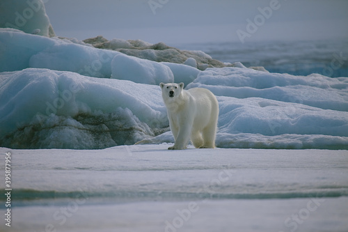 polar bear on the ice