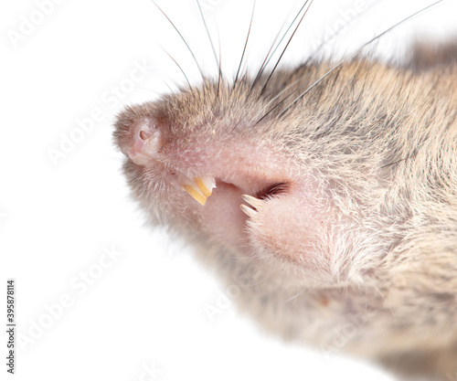 Mouse mouth isolated on a white background.