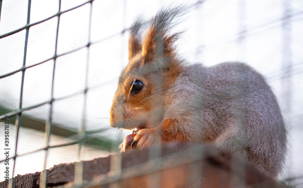 Obraz premium Squirrel in a cage at zoo.