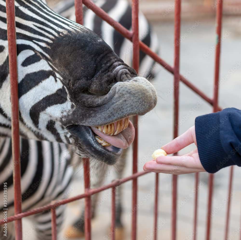 Fototapeta premium Zebra eats from the hand