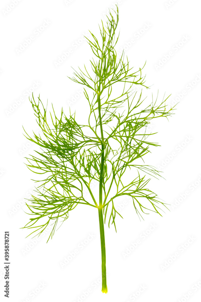 Fototapeta premium Green dill isolated on a white background.