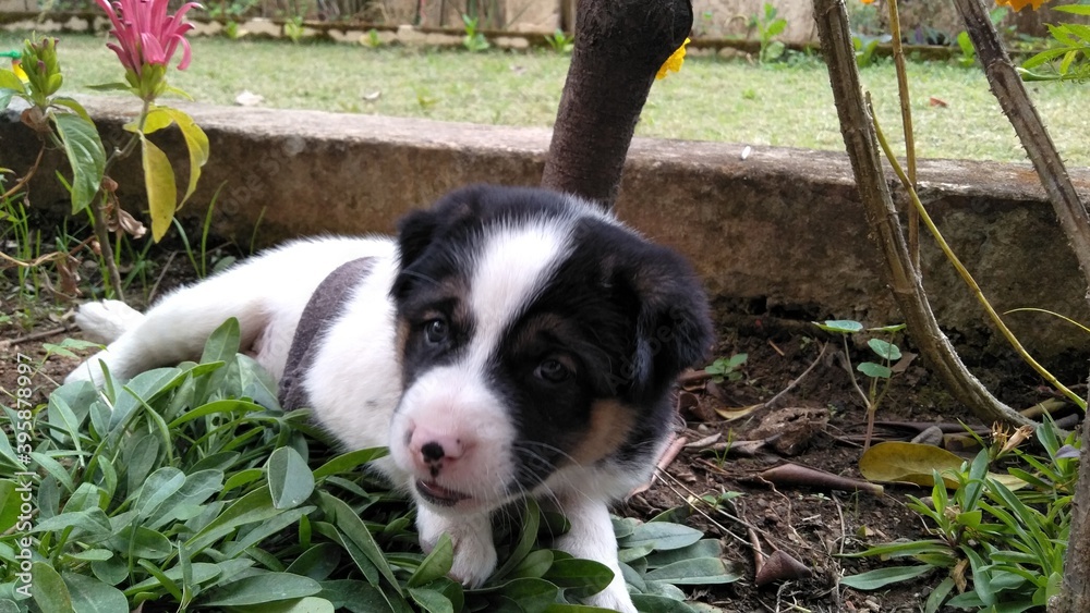 Fototapeta premium puppy