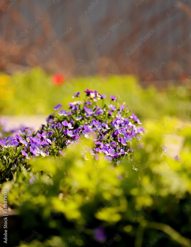 Obraz premium flowers in the garden