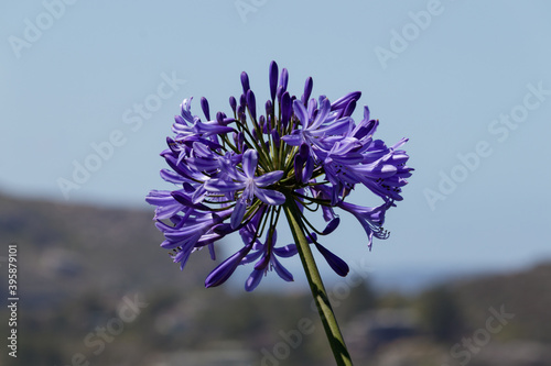 Lily of the Nile (Agapanthus, only genus in the subfamily Agapanthoideae of the flowering plant family Amaryllidaceae) with backdrop of Whale Beach photo