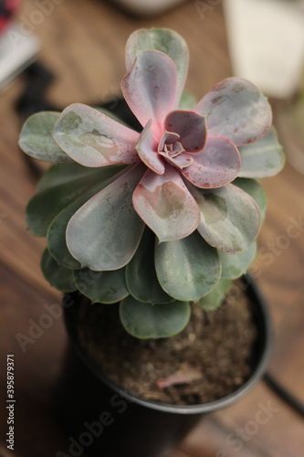 Pink wide succulent plant on wood table