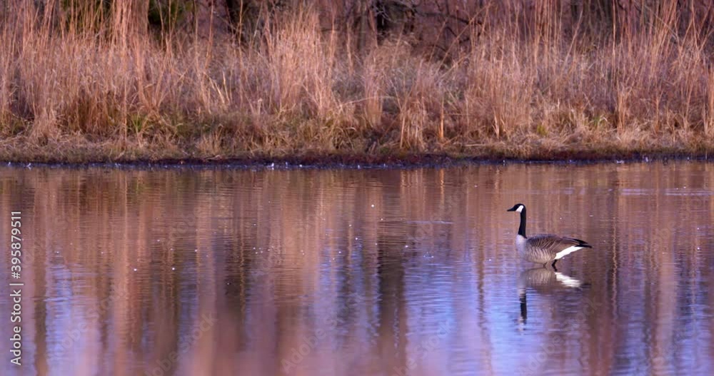 a lone goose stands in knee deep water in a pond at dusk during the fall a lone goose stands in knee deep water in a pond at dusk during the fall