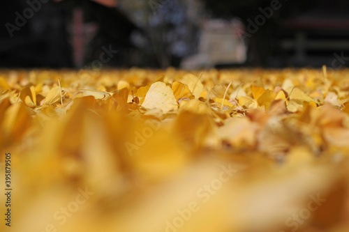 close up of a yellow leaves