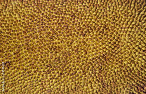 Macro of Jackfruit Skin Wallpaper and Background in Horizontal Orientation