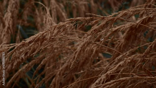 Close up shot of wet long grass after the rain. 4K resolution cinematic color grading look. Shallow depth of field. Overcast moody natural background. Autumn colors.