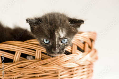 Cute kitten. Small cat. Fluffy cozy pet  © Miramiska