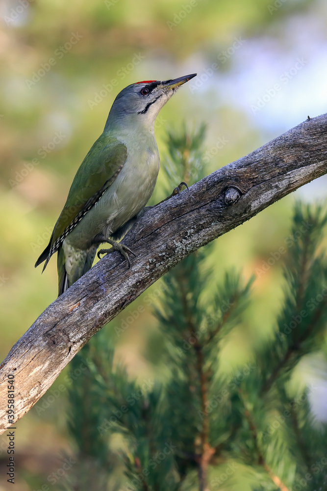 Fototapeta premium grey-headed woodpecker in the tree