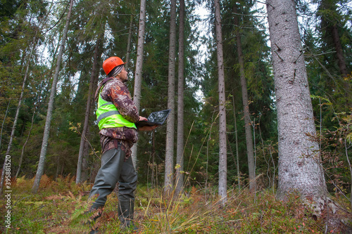 A forest engineer in a helmet and a vest works in the forest with a computer. The concept of computerized forest inventory. © Sergei