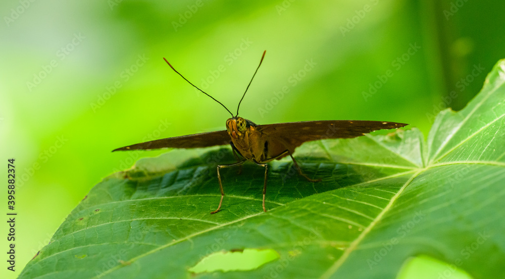 tropical butterfly on big leaf head shot tropical butterfly on big leaf head shot