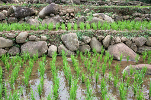 Rice plants began to grow in rice fields. Wide area paddy field in Bogor, West Java, Indonesia, Indonesian landscape.