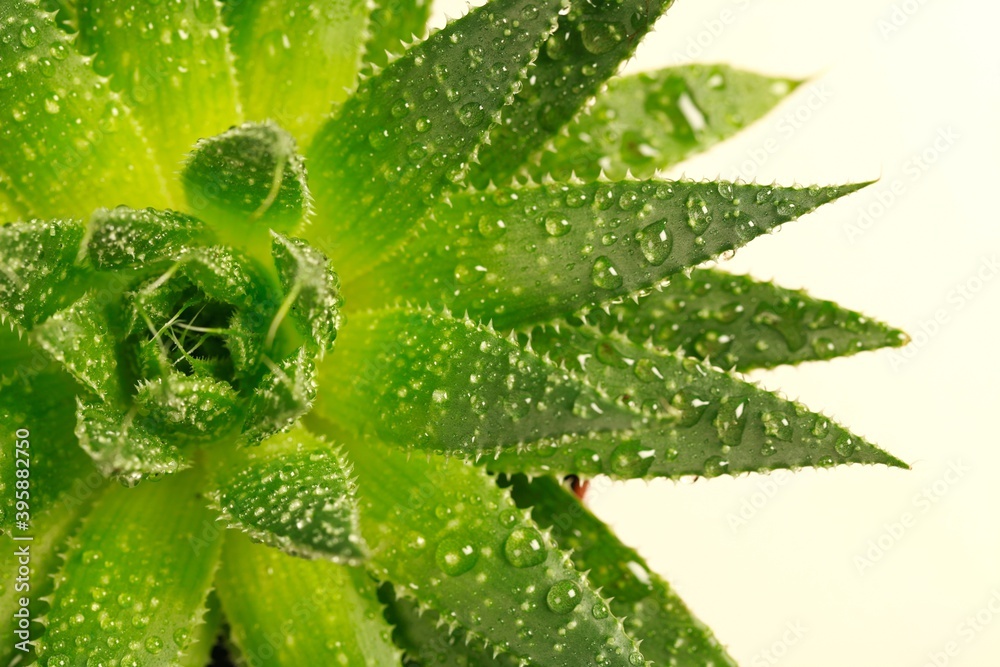 Aloe Vera plant - beige background Aloe Vera plant - beige background