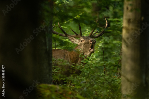 The Red Deer stag during the rutting season in the Carpathians.