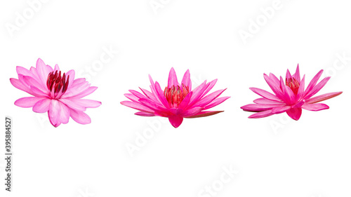 Set of lotus flower isolated on white background. clipping paths