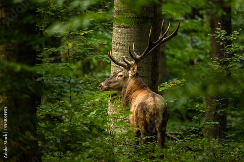 The Red Deer stag during the rutting season in the Carpathians.