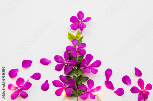 purple flowers orchid arrangement flat lay postcard style on background white wooden