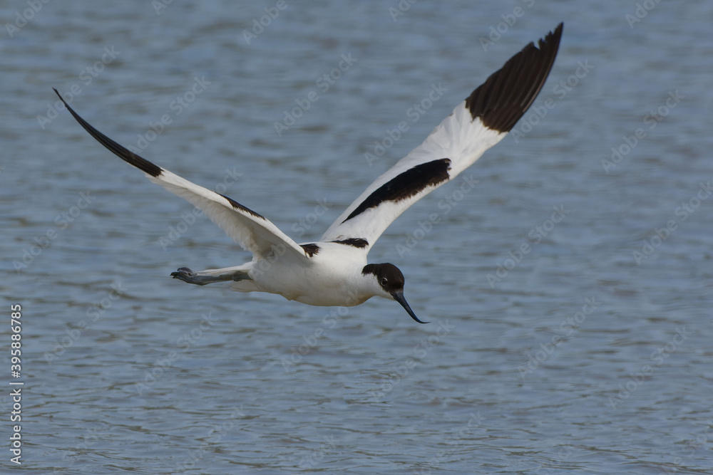 Pied Avocet (Recurvirostra avosetta) - Mallorca, Balearic Islands, Spain Pied Avocet (Recurvirostra avosetta) - Mallorca, Balearic Islands, Spain