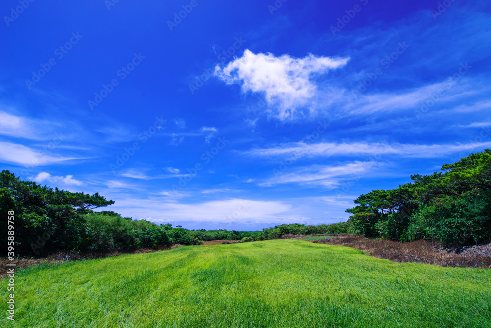 綺麗な青空と草原