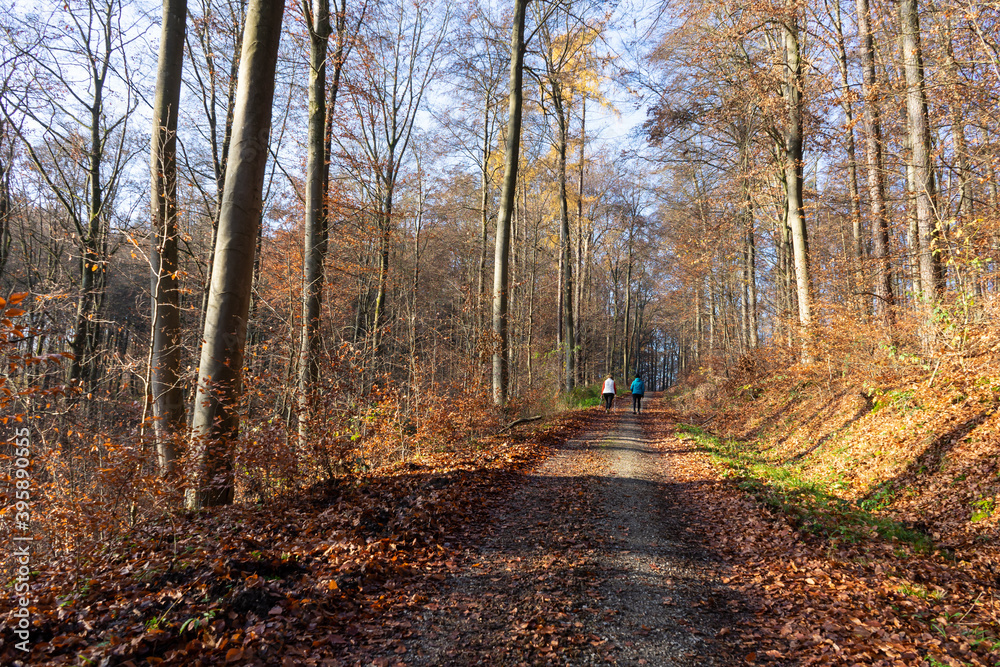 Sport im Herbst hält gesund, zwei Personen im Herbstwald beim walken.