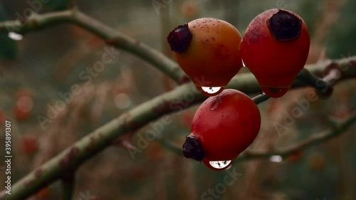 Macro shot of wet rose hips after the rain. Close up of raindrops on wild berries. 4K resolution cinematic color grading look. Shallow depth of field. Overcast moody natural background. Autumn colors.
