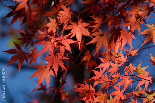 autumn leaves in the sun