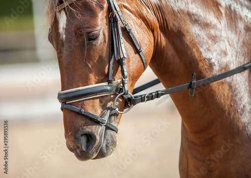 Portrait of a sporty bay red horse with a bridle. © Alexander