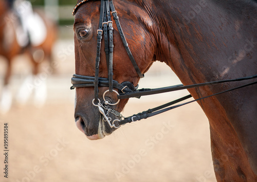 Fototapeta Naklejka Na Ścianę i Meble -  Portrait of a sporty bay red horse with a bridle.