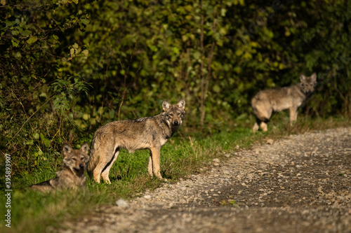 Fototapeta Young Grey Wolf. The Carpathian Mountains. Poland