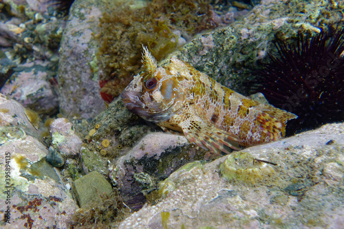 Tompot Blenny (Parablennius gattorugine) in Mediterranean Sea photo