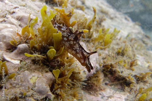 Dotted sea-hare (Aplysia punctata) in Mediterranean Sea photo