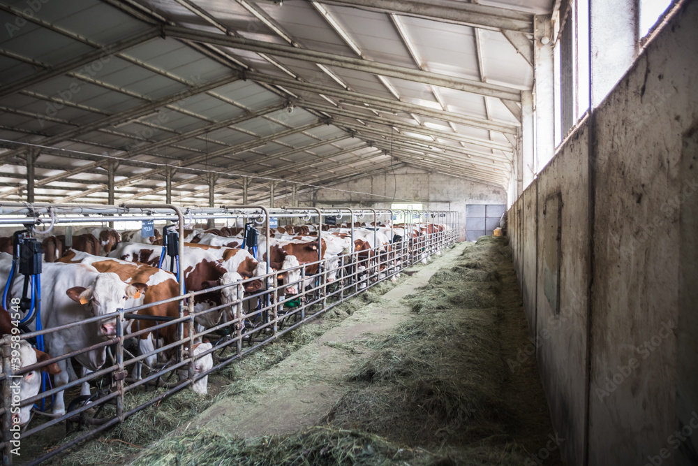 ferme avec un élevage de vaches laitières dans le Massif Central Stock ...