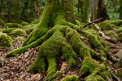 Mossy root