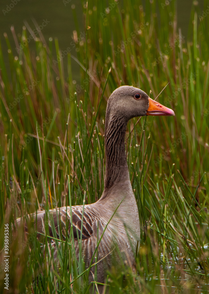 Greylag