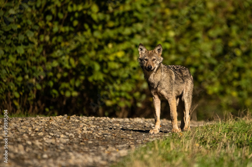 Fototapeta Young Grey Wolf. The Carpathian Mountains. Poland