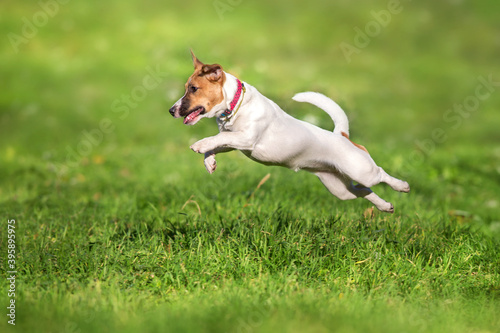 Happy active young Jack Russell Terrier jump