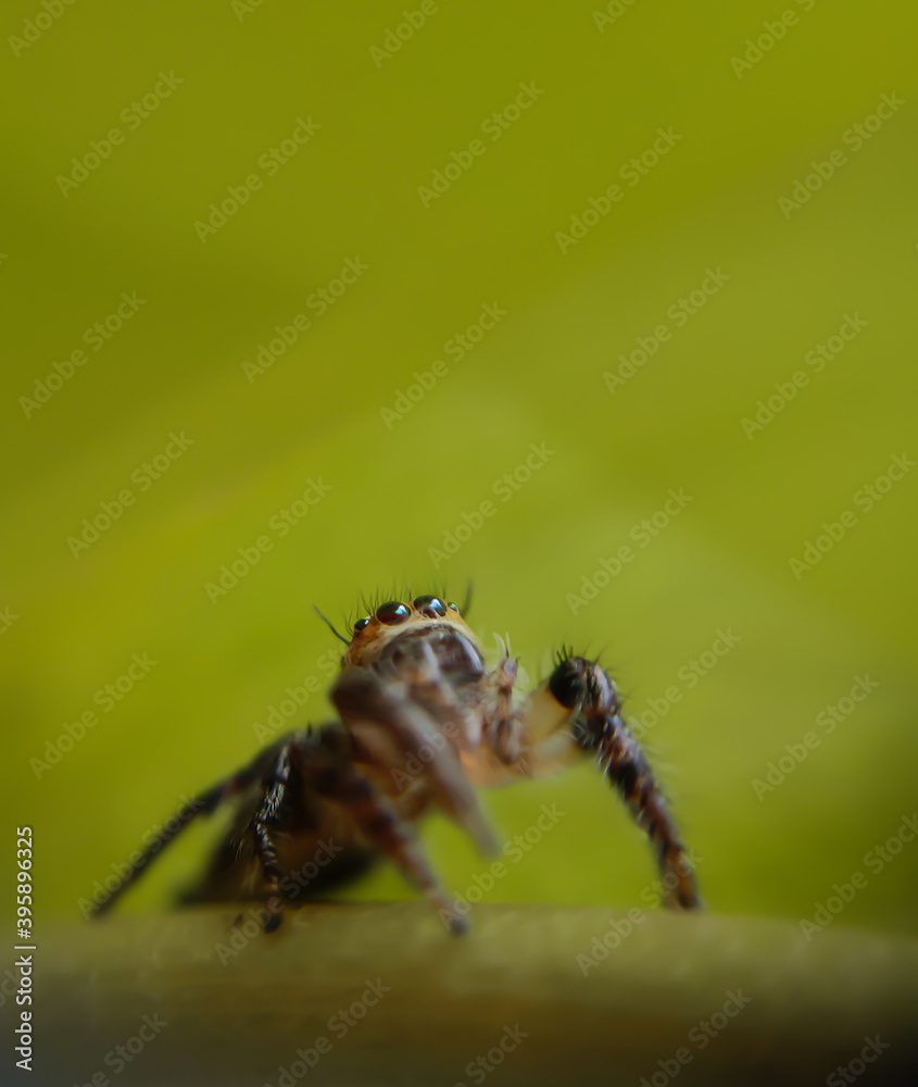 spider on a web spider on a web