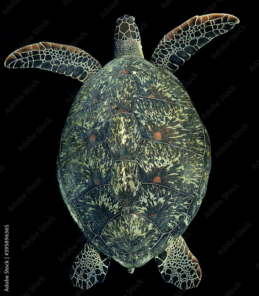 Fototapeta premium turtle on a white background