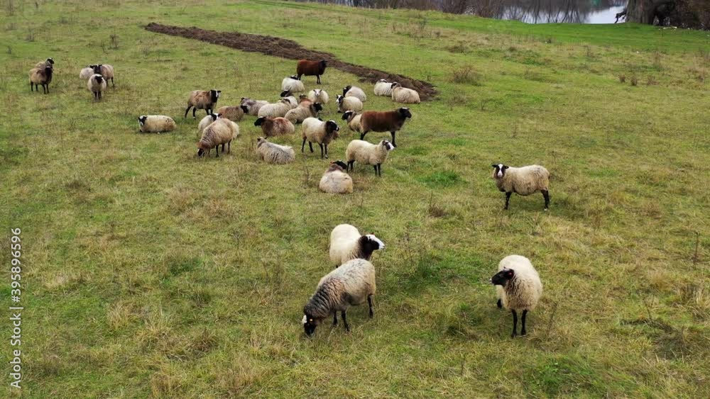 Numerous herd flock of sheep livestock go quietly through pasture grazing field steppe green lawn meadow. Sunny day. Beautiful domestic animals. Numerous herd flock of sheep livestock go quietly through pasture grazing field steppe green lawn meadow. Sunny day. Beautiful domestic animals.
