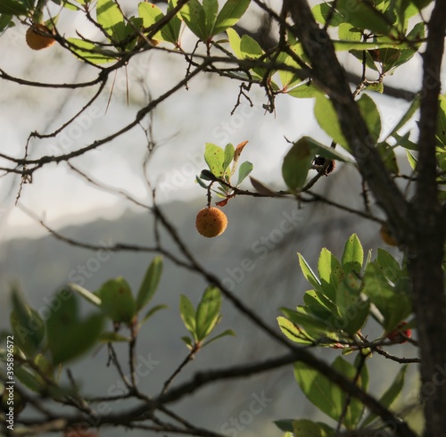 Fruto del bosque