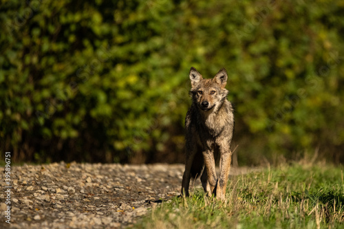 Young Grey Wolf. The Carpathian Mountains. Poland
