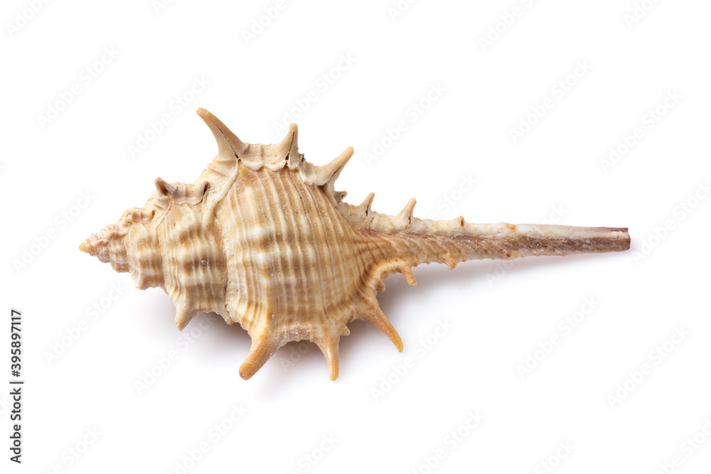 Seashell isolated on white background Seashell isolated on white background